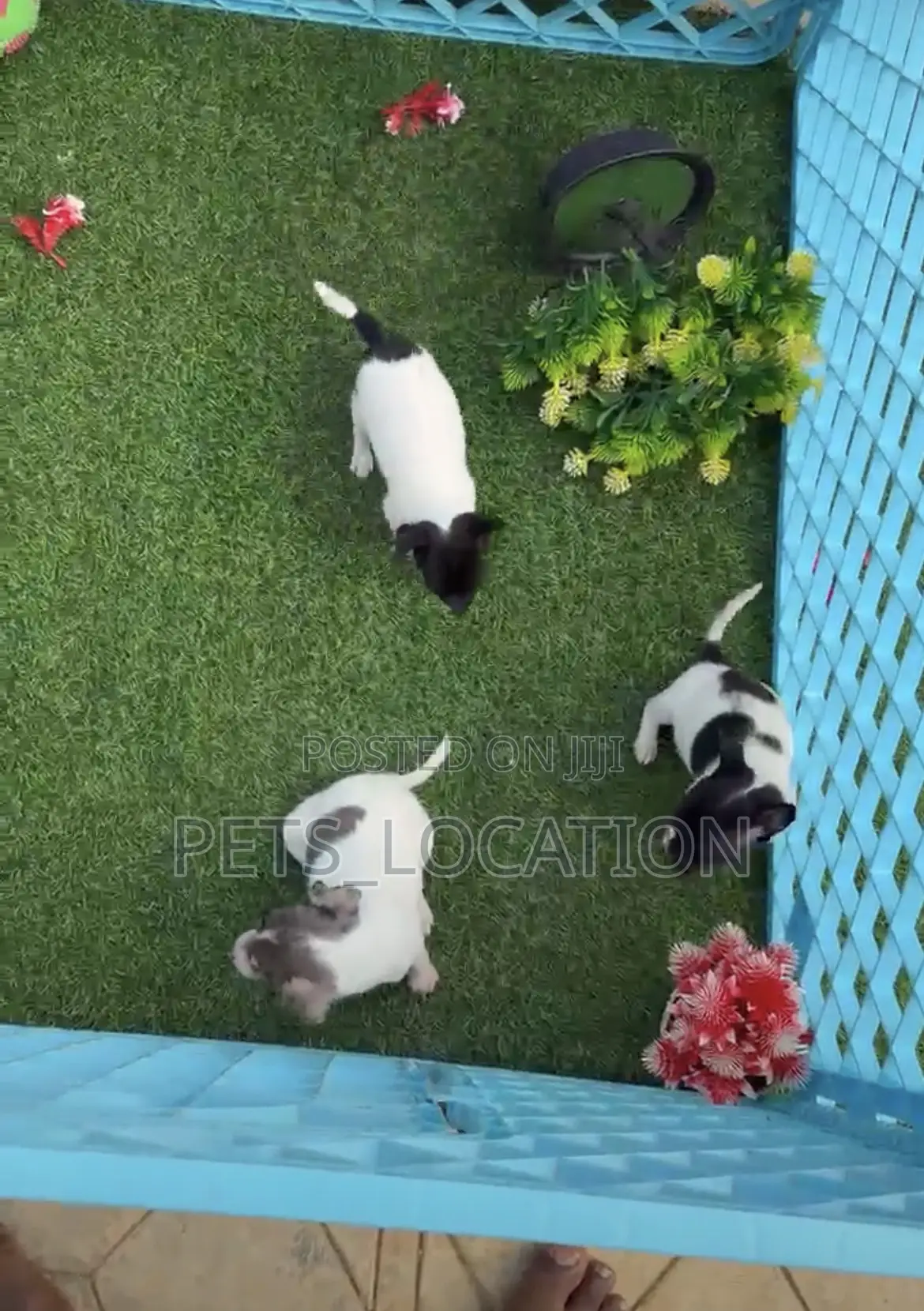 1-3 months Female Purebred Chihuahua