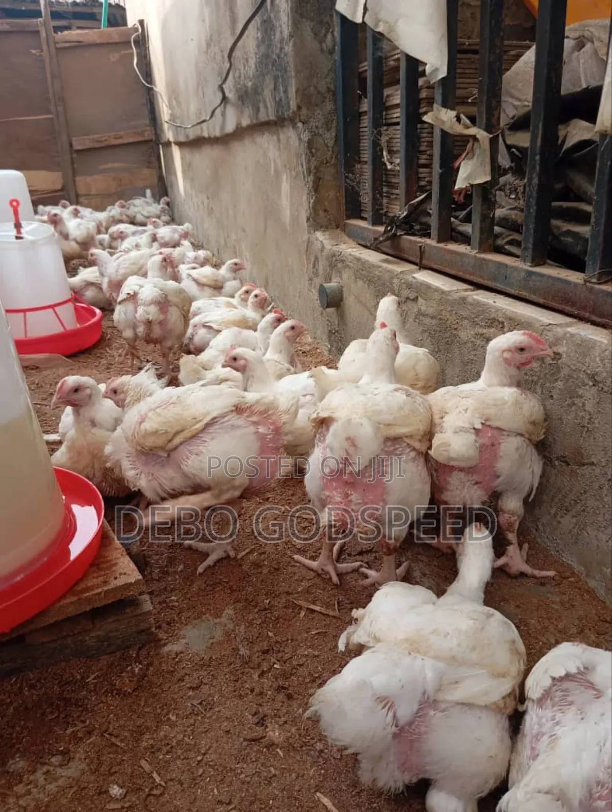 We Buy and Sell Quality 6 Weeks Broilers