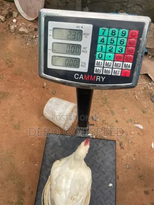 We Buy and Sell Quality 6 Weeks Broilers
