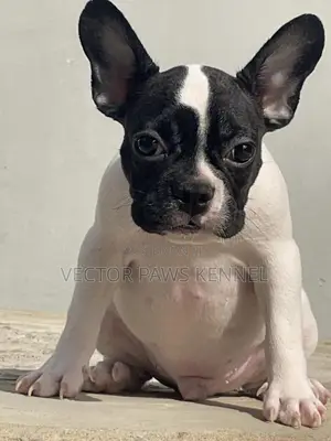 1-3 months Male Purebred French Bulldog