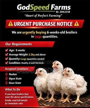 We Buy and Sell Quality 6 Weeks Broilers