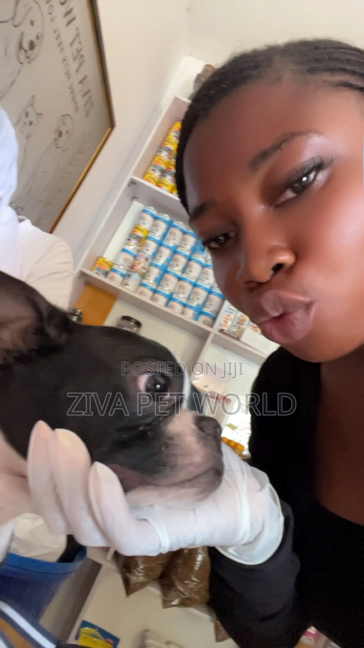 Veterinary Doctor in Ibadan, Oyo State