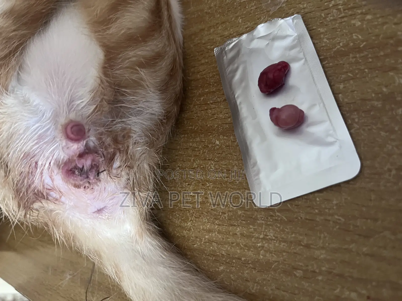 Veterinary Doctor in Ibadan, Oyo State