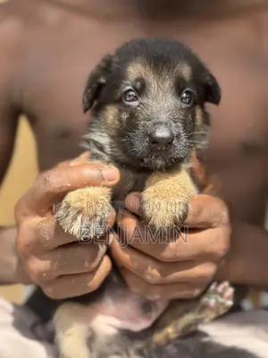 0-1 month Female Purebred German Shepherd