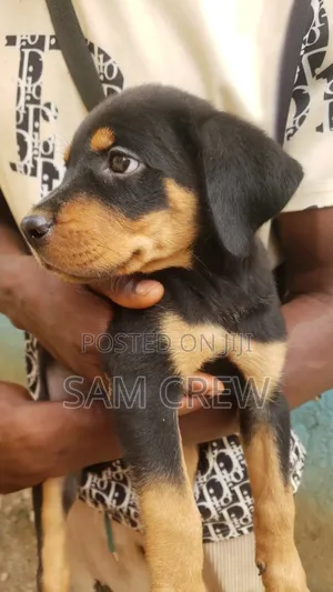 1-3 months Female Purebred Rottweiler