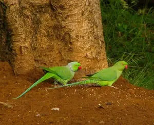 Parrots For You