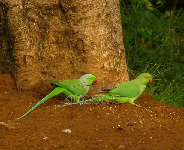 Parrots For You
