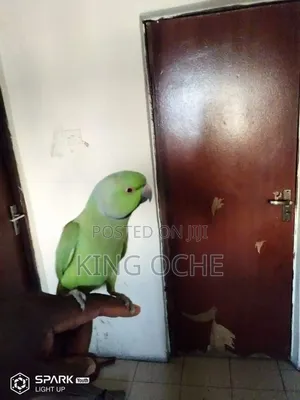 Parrots For You