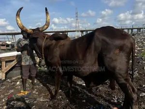 Big Horn Cows for Your Ileya Festive.
