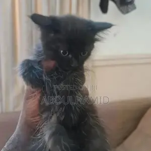 1-3 months Female Mixed Breed Scottish Fold