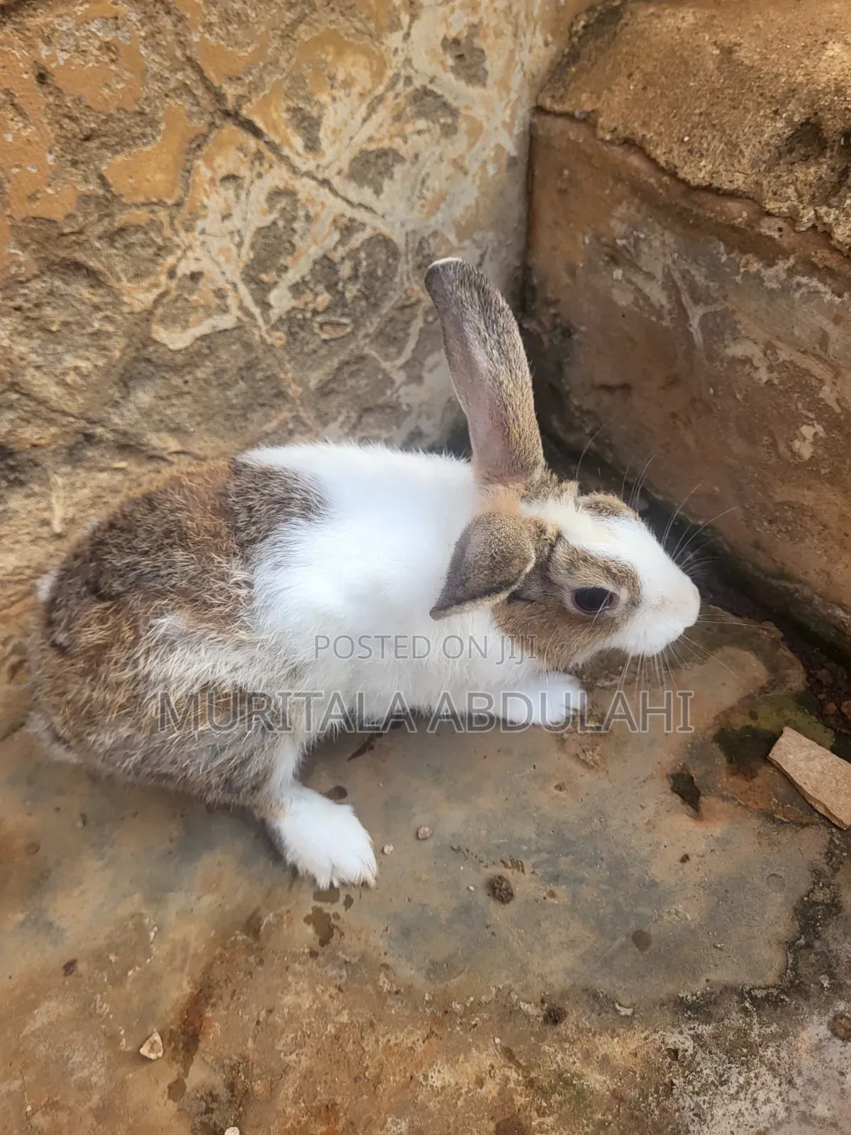 Rabbits for Breeding