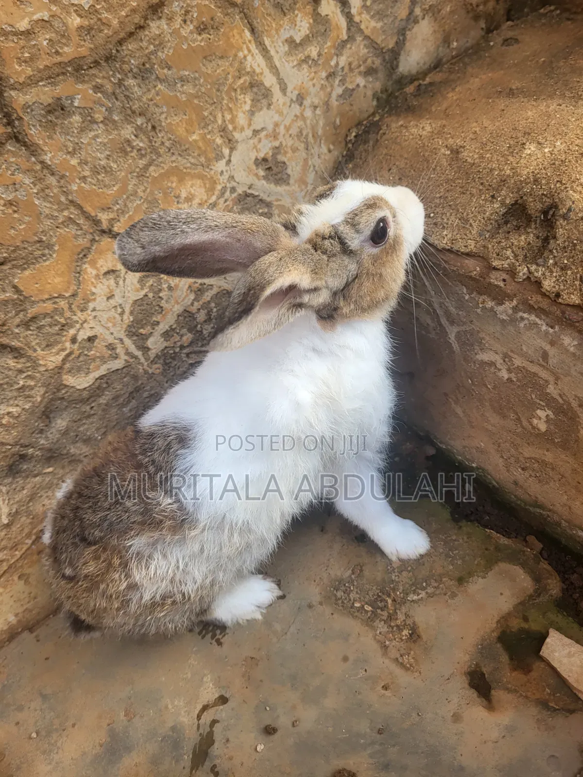 Rabbits for Breeding