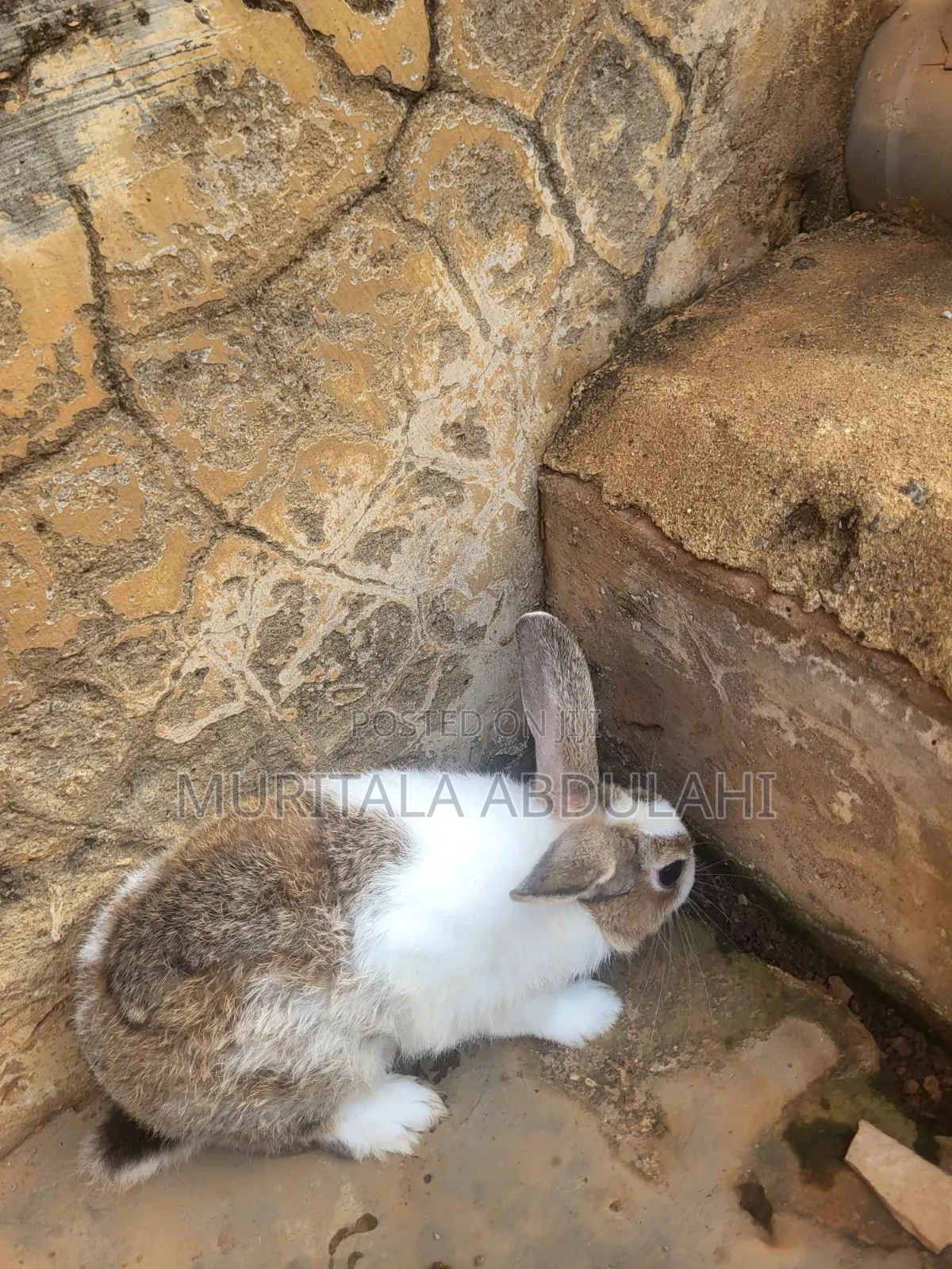 Rabbits for Breeding