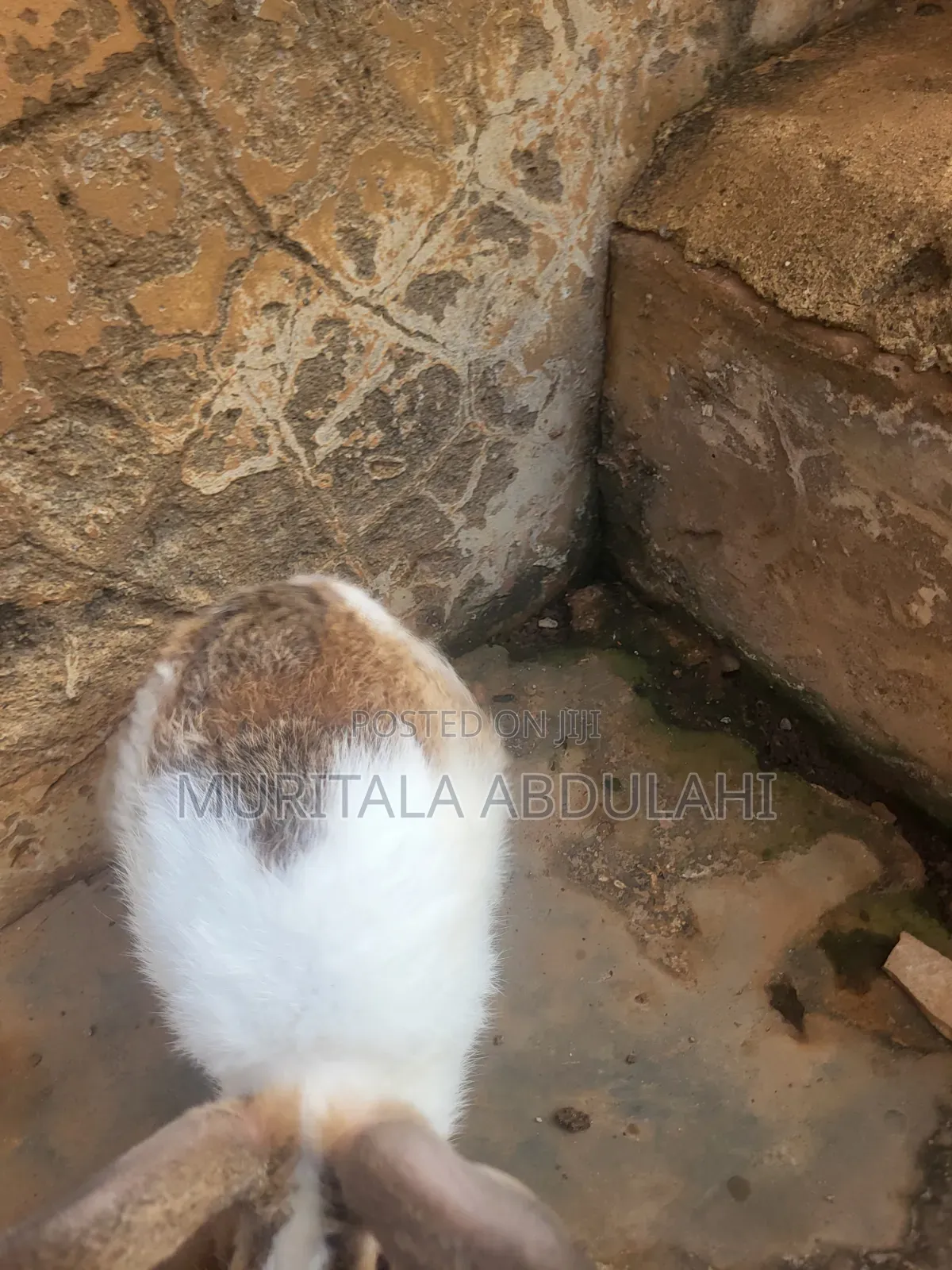 Rabbits for Breeding