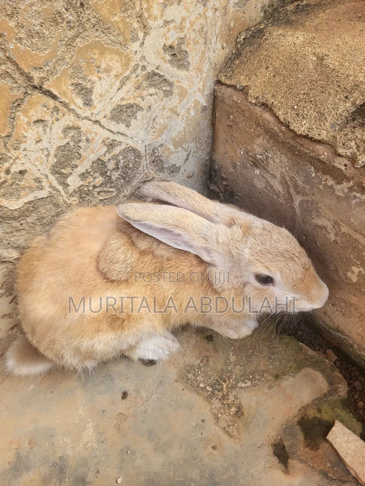 Rabbits for Breeding