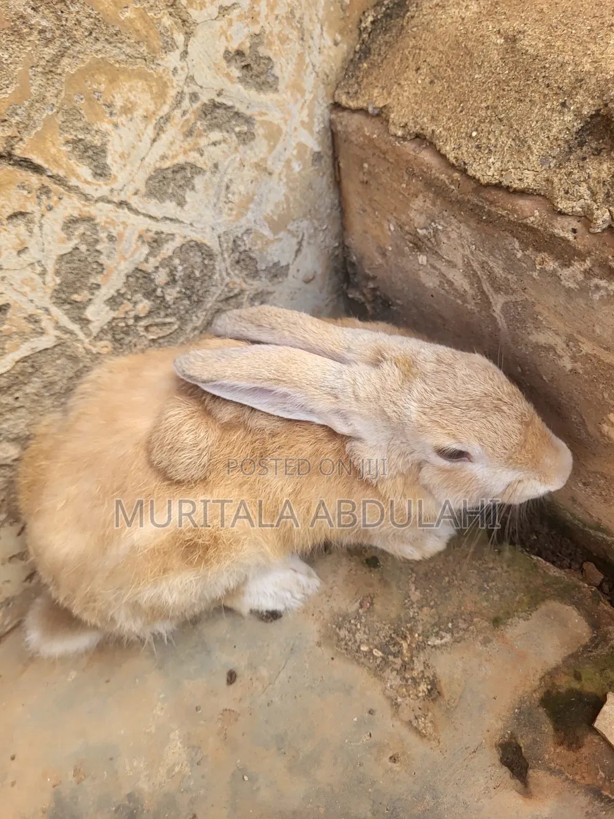 Rabbits for Breeding