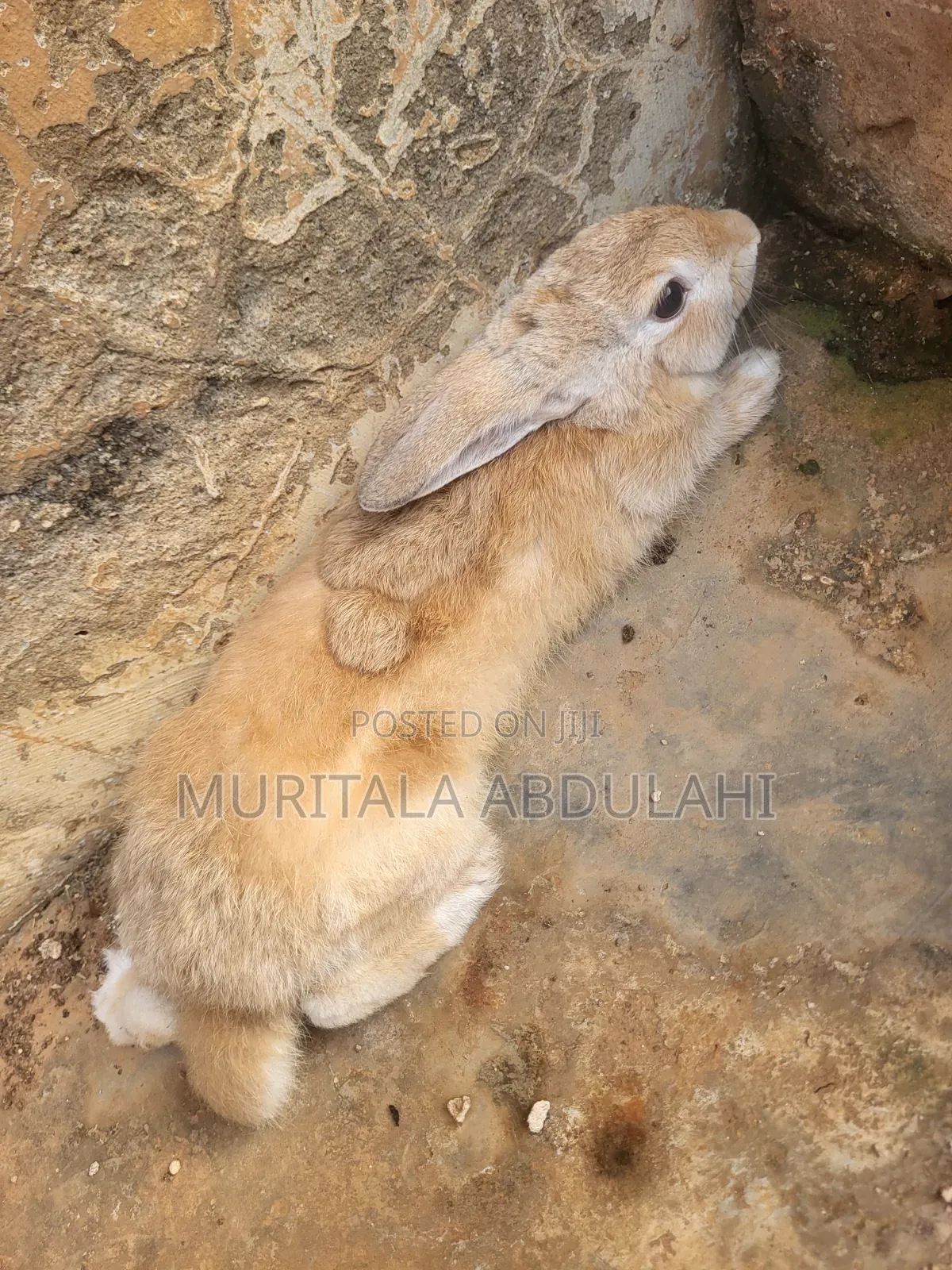 Rabbits for Breeding