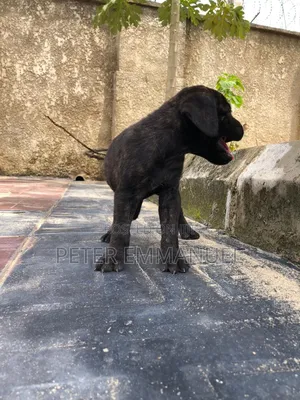 0-1 month Male Purebred Cane Corso