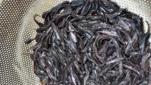 Catfish Fingerlings