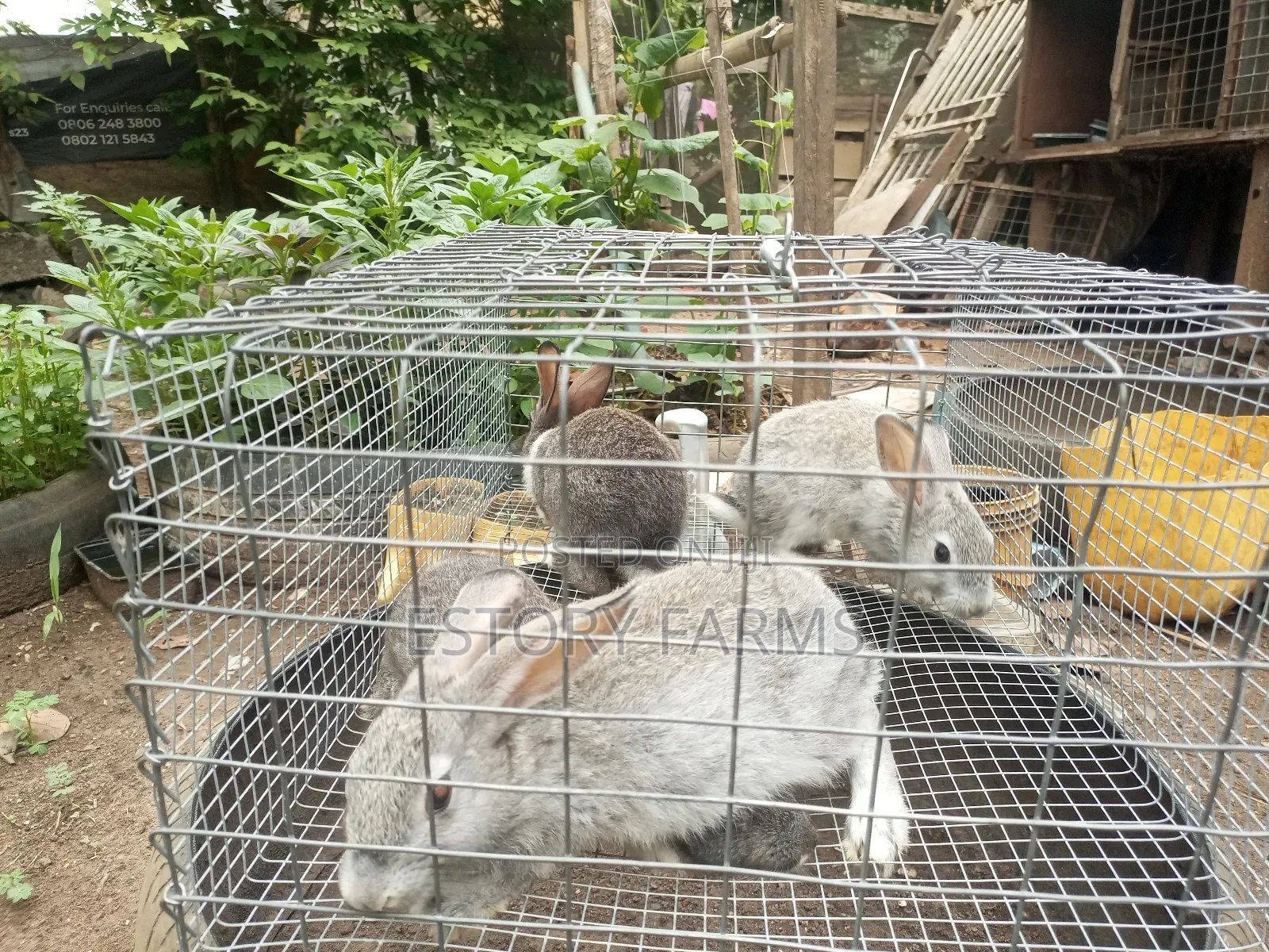 Rabbit Post Weaners