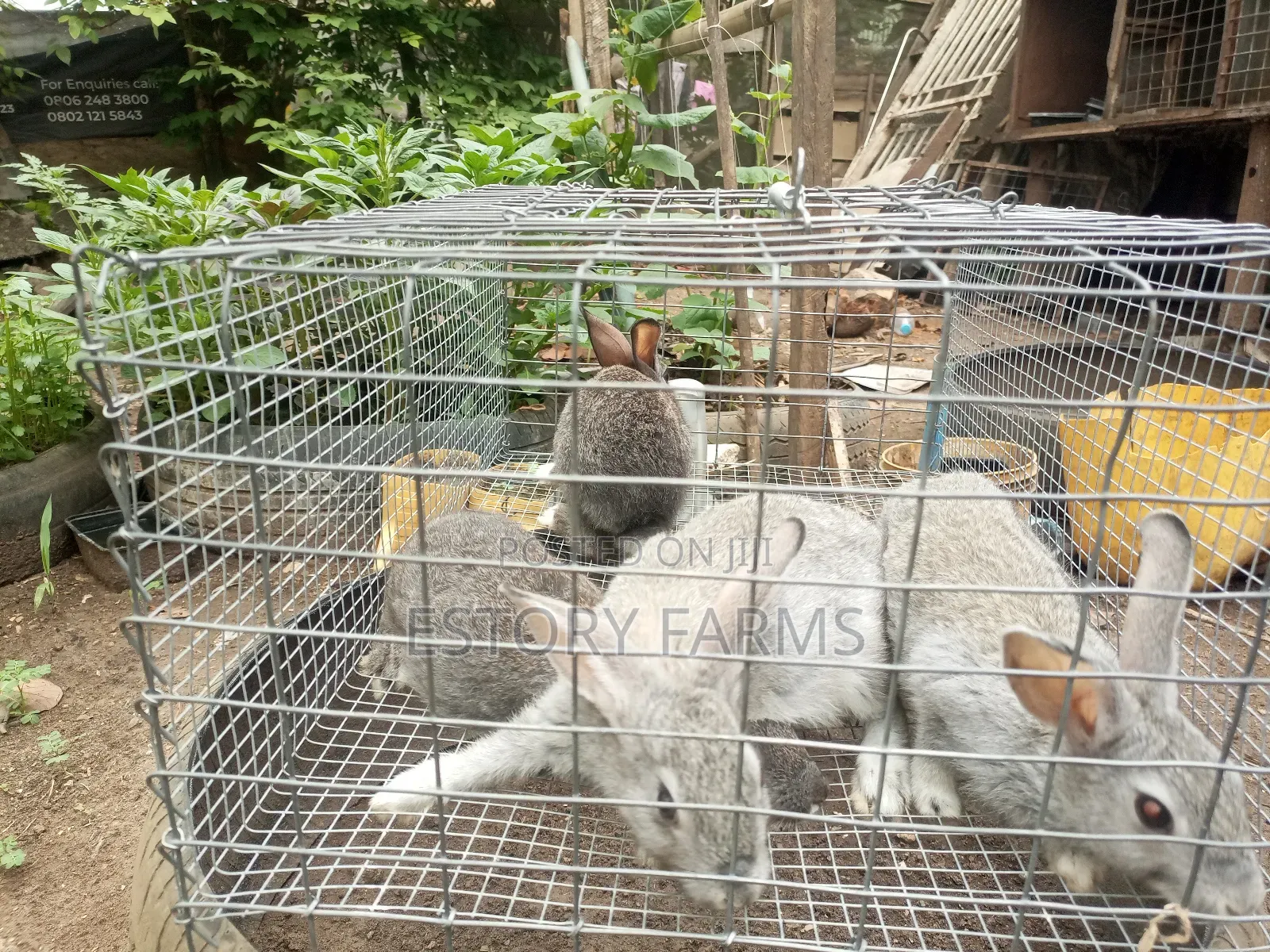 Rabbit Post Weaners