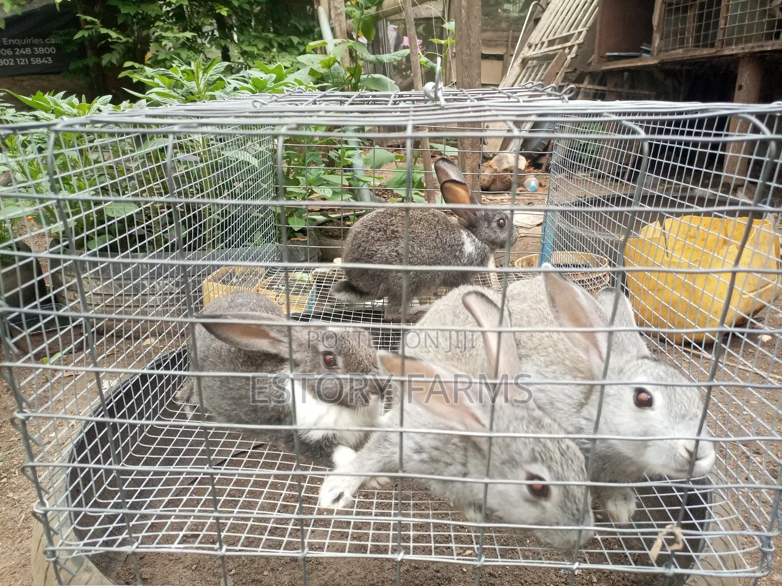 Rabbit Post Weaners