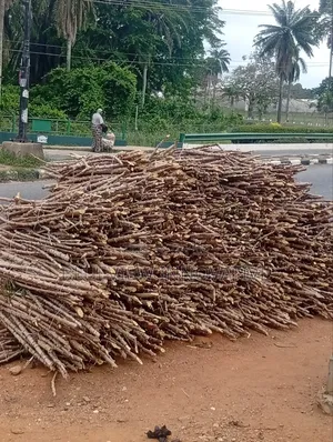 Improve Iita Hybrid Cassava Stem