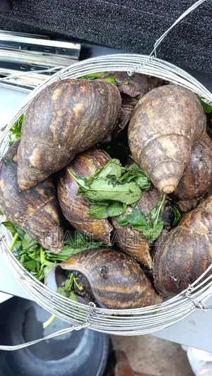 Snail For Sale