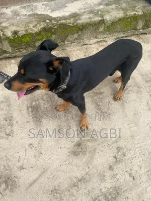 6-12 months Male Mixed Breed Rottweiler