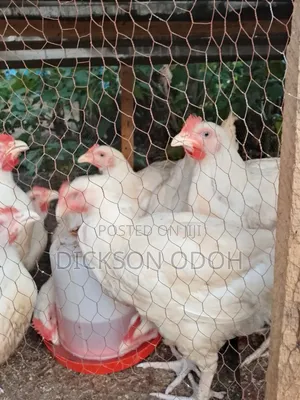 Live Chicken