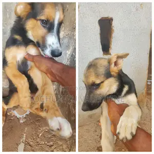 1-3 months Male Purebred German Shepherd