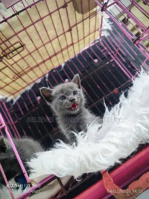 1-3 months Male Purebred British Shorthair