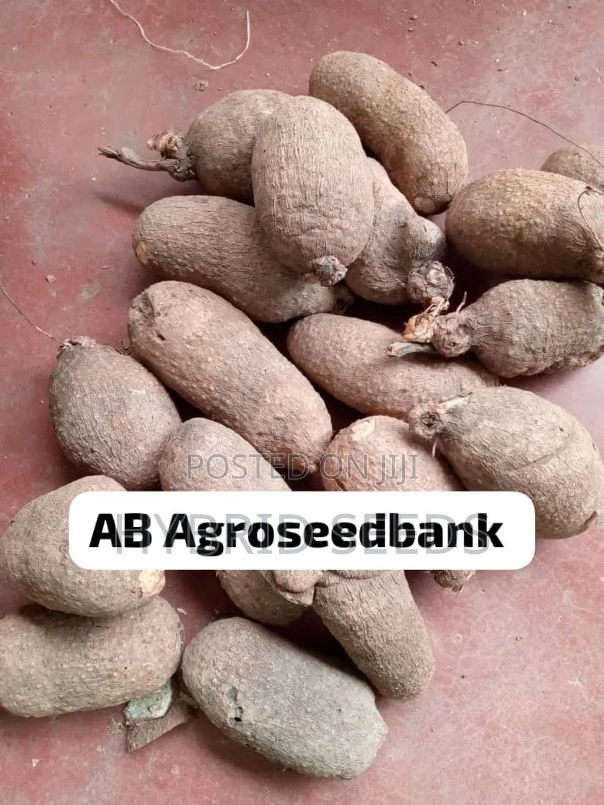 Yam Setts/Seed Yams (High Yielding)