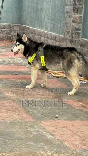 1+ year Male Purebred Siberian Husky