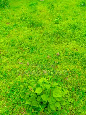 1029sqm Residential Land at Lere Adigun Gra, Bashorun