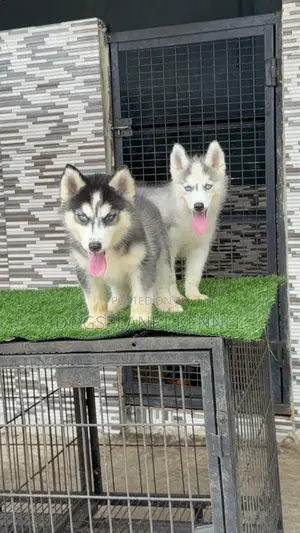 1-3 months Male Purebred Siberian Husky