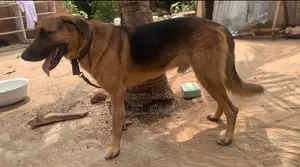1+ year Male Purebred German Shepherd