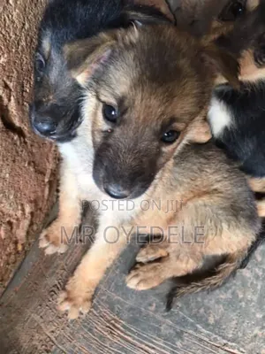 1-3 months Female Purebred German Shepherd