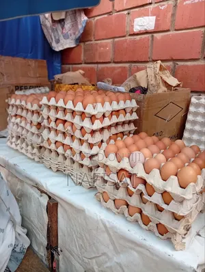 Extra Large Eggs