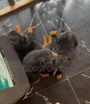 1-3 months Male Purebred Rottweiler