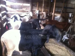 Big, Well Nurtured, Vaccinated, Affordable Ileya Ram, Goat,Cow Sales