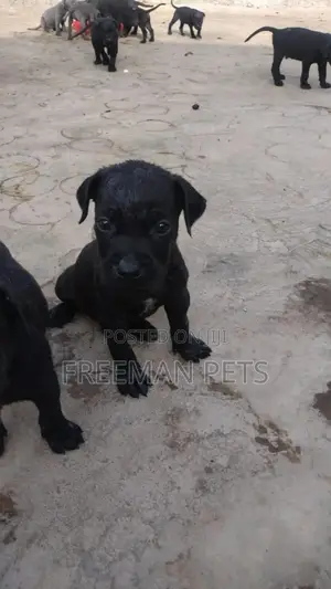 1-3 months Female Purebred Cane Corso
