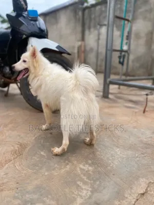 6-12 months Male Purebred American Eskimo