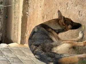 1+ year Female Purebred German Shepherd