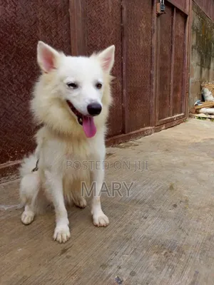 1+ year Male Purebred American Eskimo