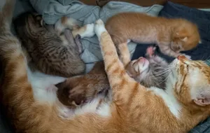 0-1 month Male Purebred American Shorthair