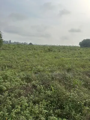 3 Acres of Cocoa Farmland for Sale in Ogun State