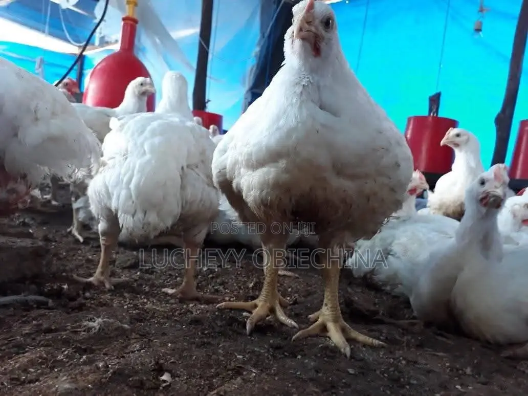 Broiler Chicken