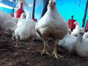 Broiler Chicken