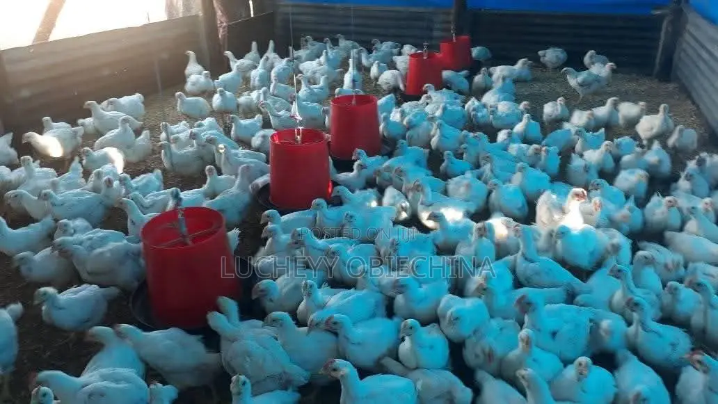 Broiler Chicken